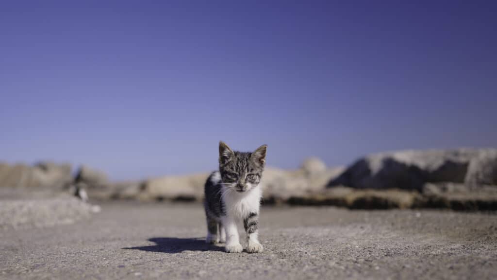 close up of kitten on road action stray kitten i 2023 11 27 05 04 29 utc