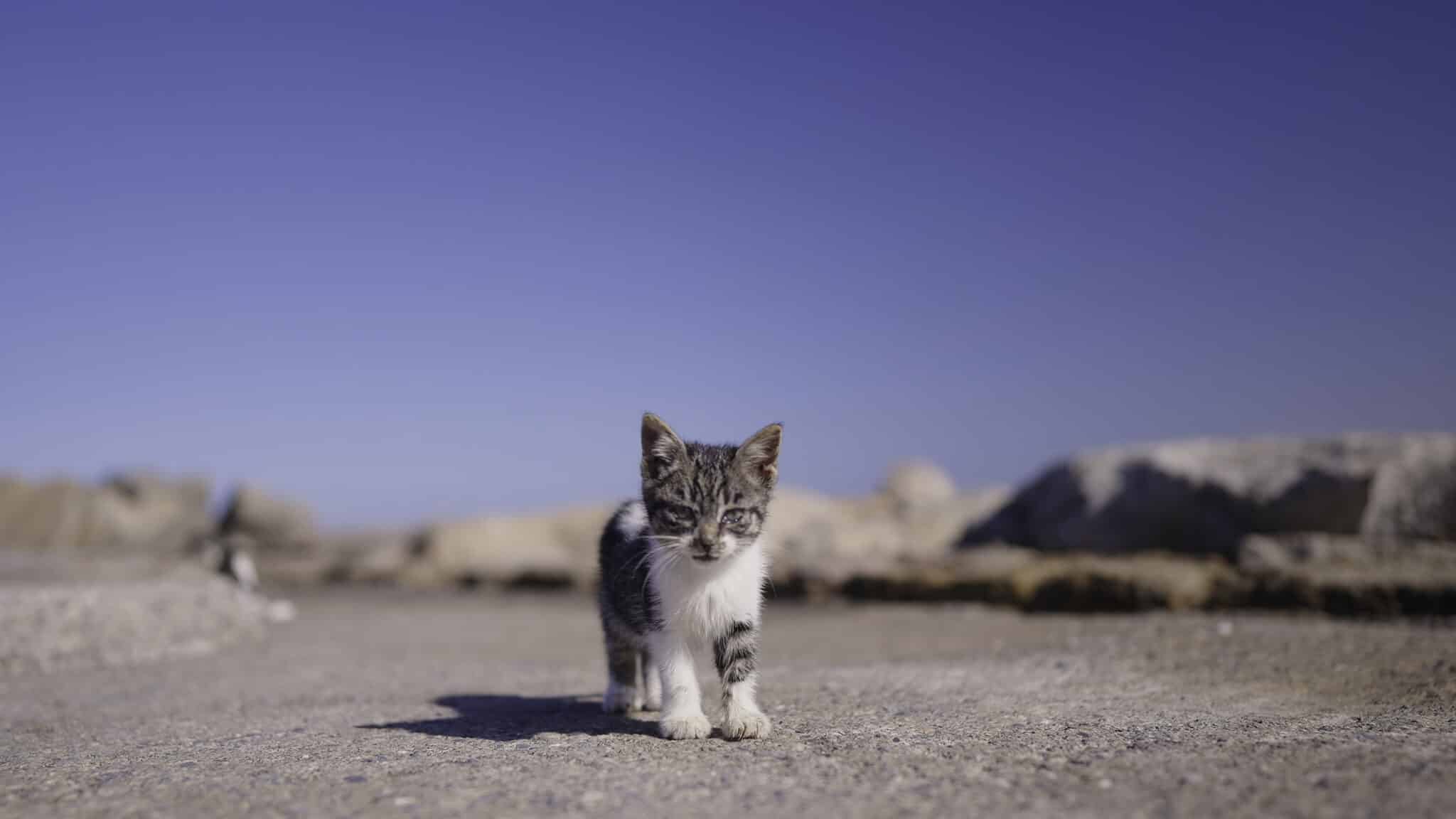 close up of kitten on road action stray kitten i 2023 11 27 05 04 29 utc scaled