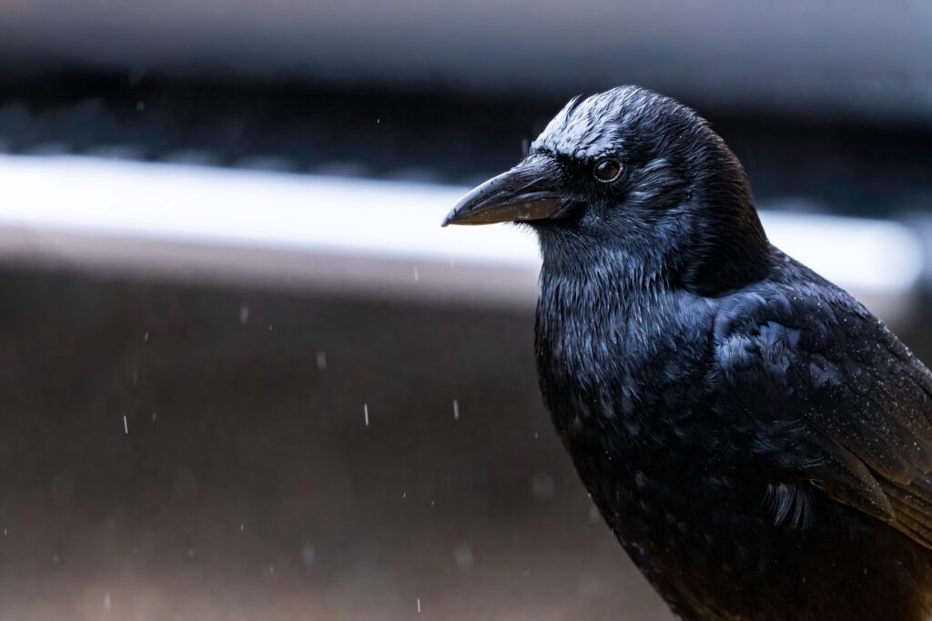 selective focus of an american crow sitting on a p 2023 11 27 05 15 59 utc