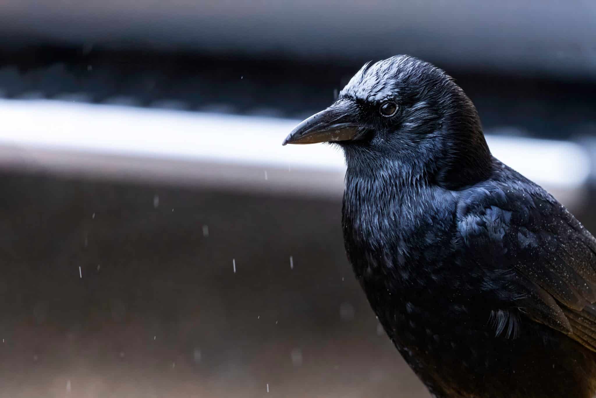 selective focus of an american crow sitting on a p 2023 11 27 05 15 59 utc scaled